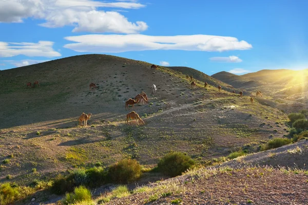 Develer Negev Çölü'nde — Stok fotoğraf