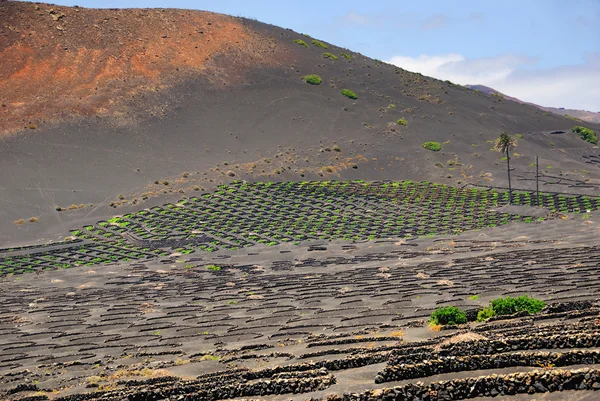 Lanzarote wijngaard — Stockfoto