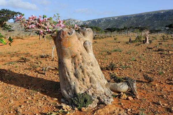 Socotra, Yemen — Fotografie, imagine de stoc