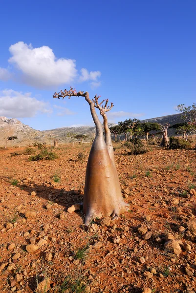 Sokotra, yemen — Stok fotoğraf