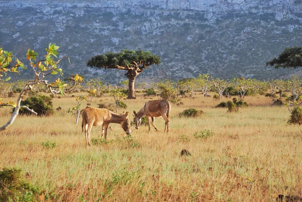 Burros na ilha de Socotra — Fotografia de Stock