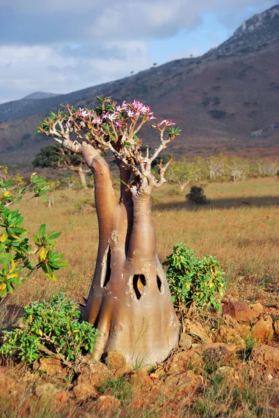 Socotra sziget — Stock Fotó