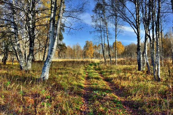 Herfst bos, Rusland — Stockfoto