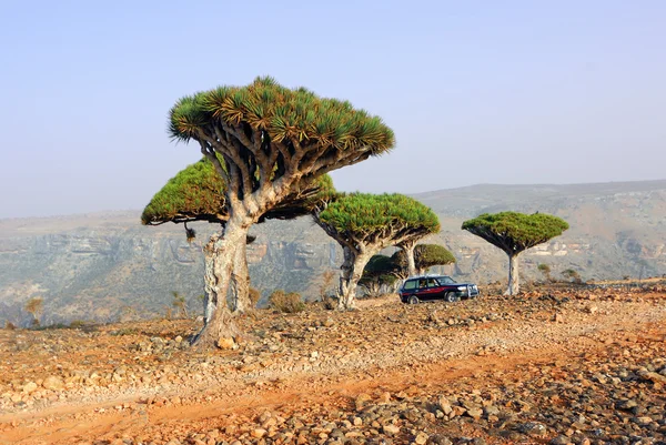 Socotra 오프 로드 사파리 — 스톡 사진