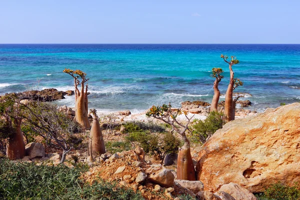 Planta endémica de Socotra —  Fotos de Stock