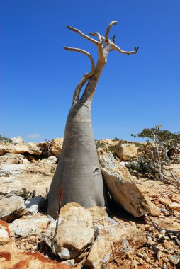 Sokotra Adası'nın endemik