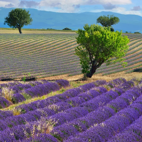 Provença paisagem, França — Fotografia de Stock