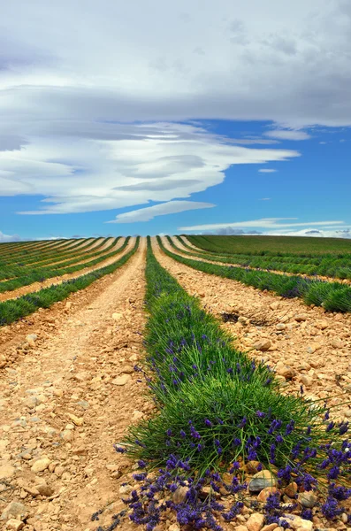 Venkovské krajiny Provence — Stock fotografie