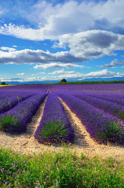 Campo de lavanda, França — Fotografia de Stock