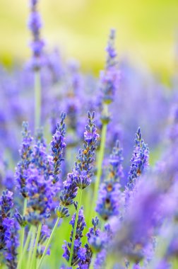 Lavanta çiçeği, Provence, Fransa
