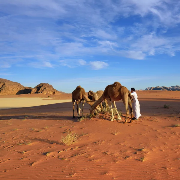 Man with camels in Wadi Rum desert — Stock Photo, Image
