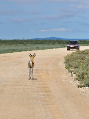 Antilop springbok, etkin, Namibya