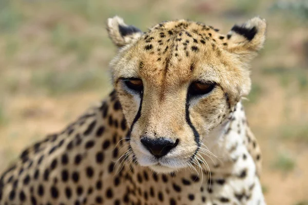 Afrika. Namibya. Çita — Stok fotoğraf