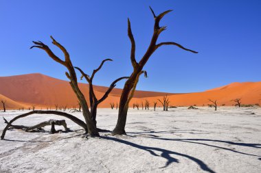 Deadvlei, Sossusvlei. Namibya