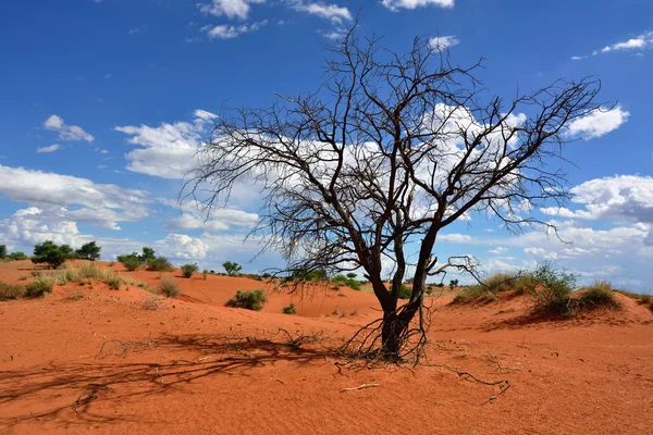 Kalahariöknen, namibia — Stockfoto