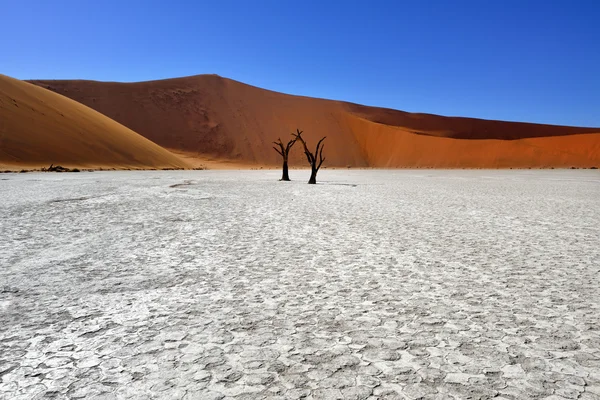 Deadvlei, Sossusvlei. Namibie — Photo