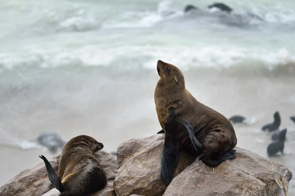 Otarie du Cap, Namibie — Photo