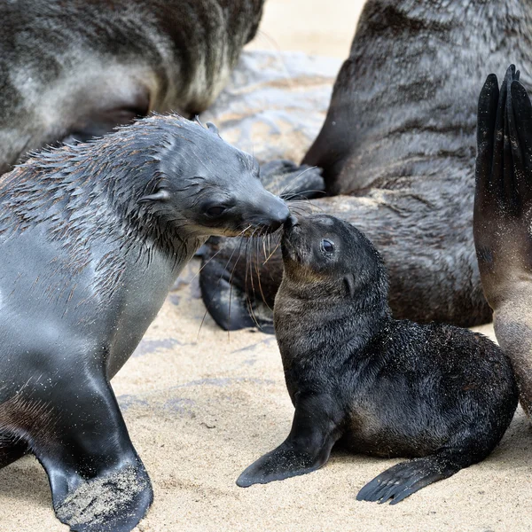 Cape fur seals, Skeleton Coast, Namibia — Stock Photo, Image