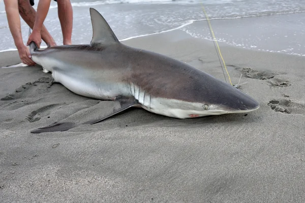 Namibia, shark fishing — Stock Photo, Image