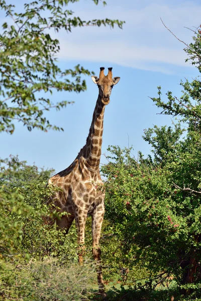 Giraffa in Namibia — Foto Stock