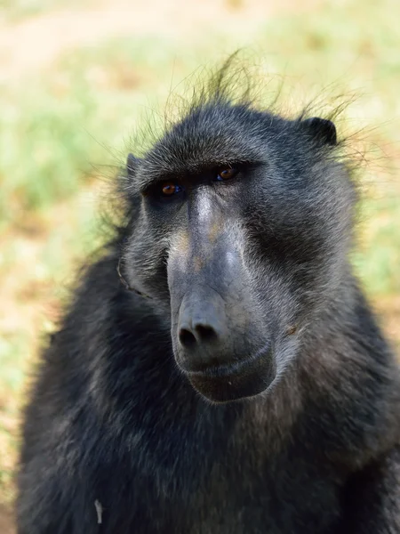 Portrait de singe babouin — Photo