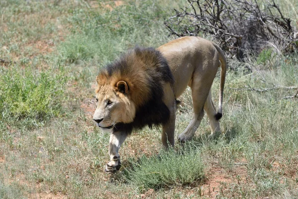 Male lion, Namibia — Stock Photo, Image