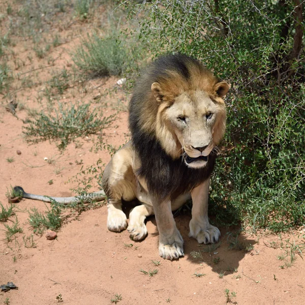 Erkek aslan, Namibya — Stok fotoğraf