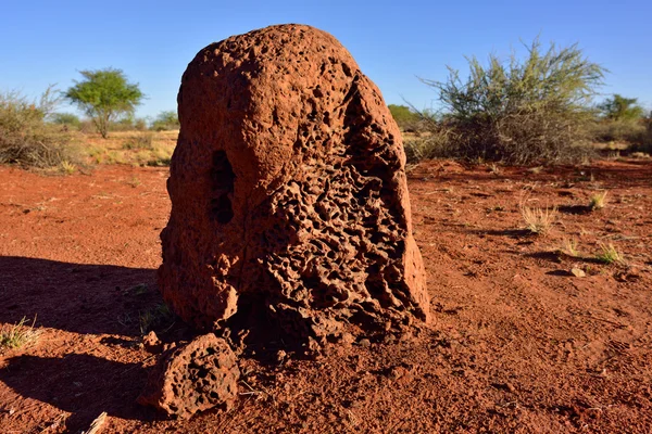 Namibya, termit — Stok fotoğraf