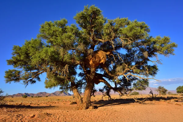 Vachellia erioloba, Namibya