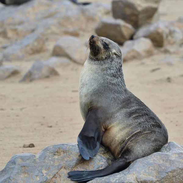 Cape tuleňů, Namibie — Stock fotografie