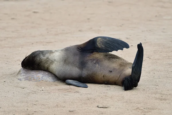 Cape tuleňů, Namibie — Stock fotografie