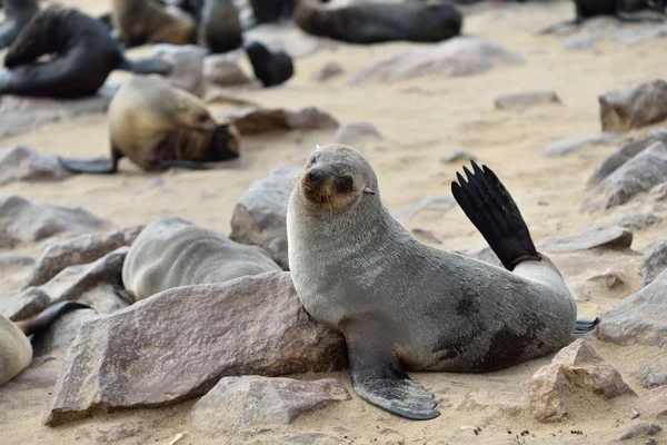 Cape fur seal, Namibia — Stock Photo, Image