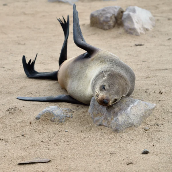 Cape tuleňů, Namibie — Stock fotografie