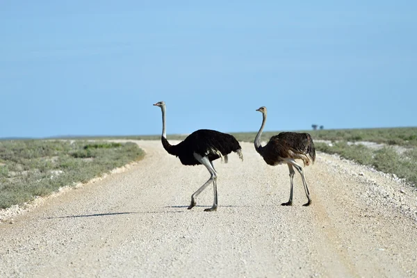 Aves domésticas em Etosha, Namíbia — Fotografia de Stock