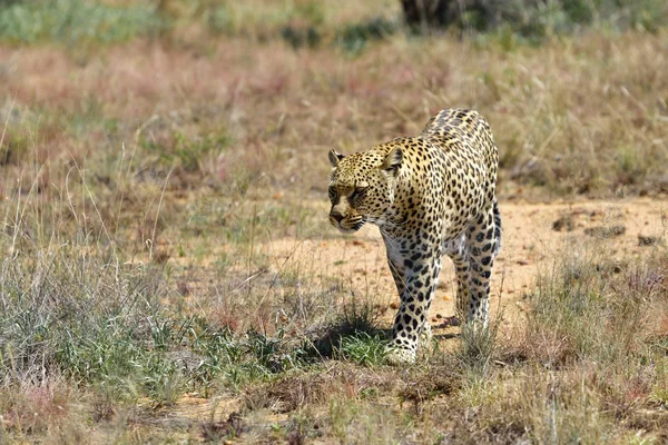 Afrika. Namibya. leopar — Stok fotoğraf