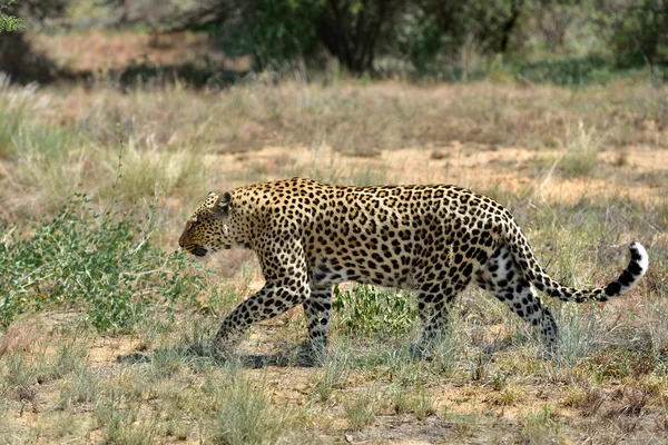 Afrika. Namibya. leopar — Stok fotoğraf