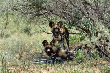 Afrika vahşi köpeği