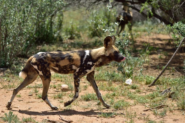 Африканських дикі собаки — стокове фото