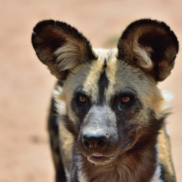 Cão selvagem africano — Fotografia de Stock