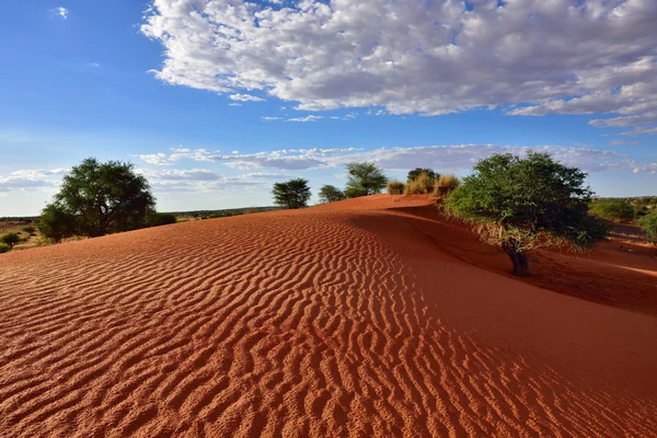 Poušti Kalahari, Namibie — Stock fotografie