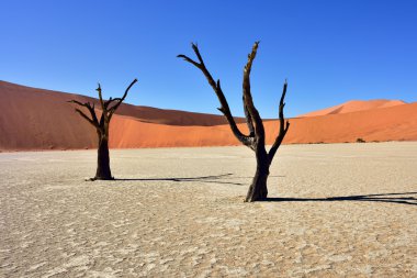 Deadvlei, Sossusvlei. Namibya