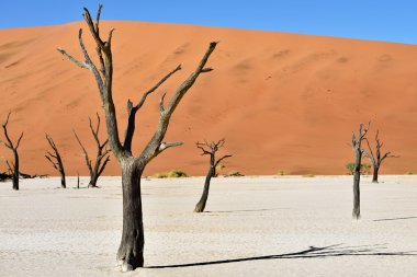 Deadvlei, Sossusvlei. Namibya