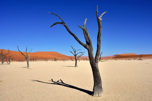 Deadvlei, Sossusvlei. Namíbia — Fotografia de Stock