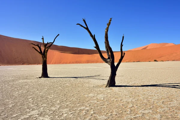 Deadvlei、ソーサス フライ。ナミビア — ストック写真