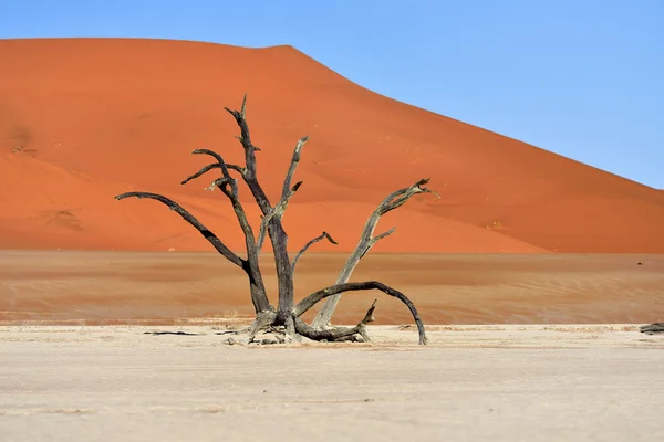 Deadvlei, Sossusvlei. Namibia — Stock Photo, Image