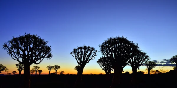 Kołczan drzewa lasu Namibii — Zdjęcie stockowe