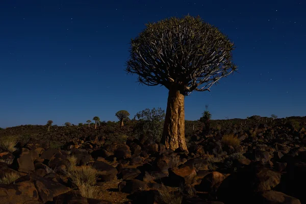 Floresta de Quiver Tree — Fotografia de Stock