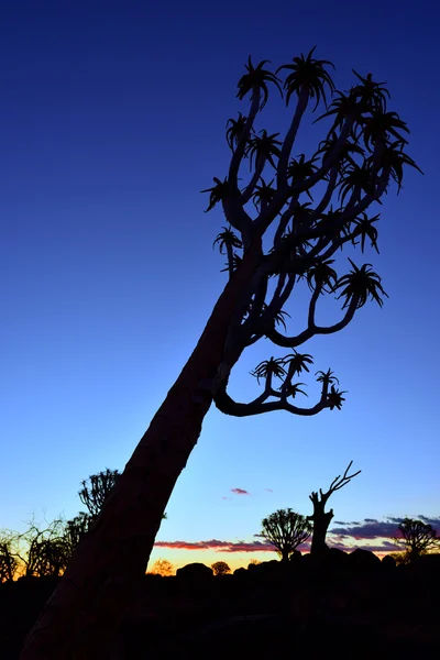 Quiver Tree Forest Namibia — Stock Photo, Image