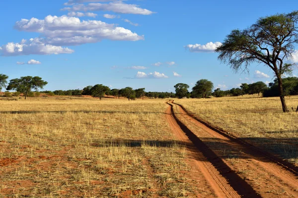 Il deserto del Kalahari, Namibia — Foto Stock