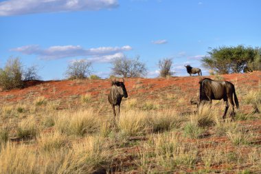 Mavi wildebeest antilop